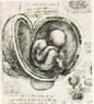 Leonardo da Vinci, Embri�o