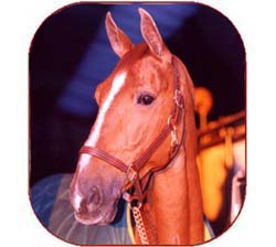 Baloubet Du Rouet, campeão, de Rodrigo Pessoa também campeão 