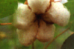 Flor do algodoeiro