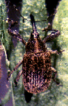 O popular bicudo! Anthonomus grandis grandis